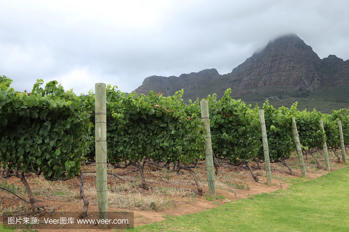 南非Stellenbosch附近一个葡萄酒农场的葡萄园。