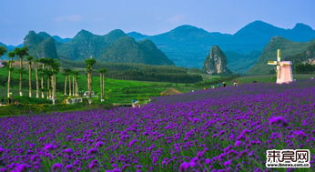 航拍忻城薰衣草庄园,震撼之美